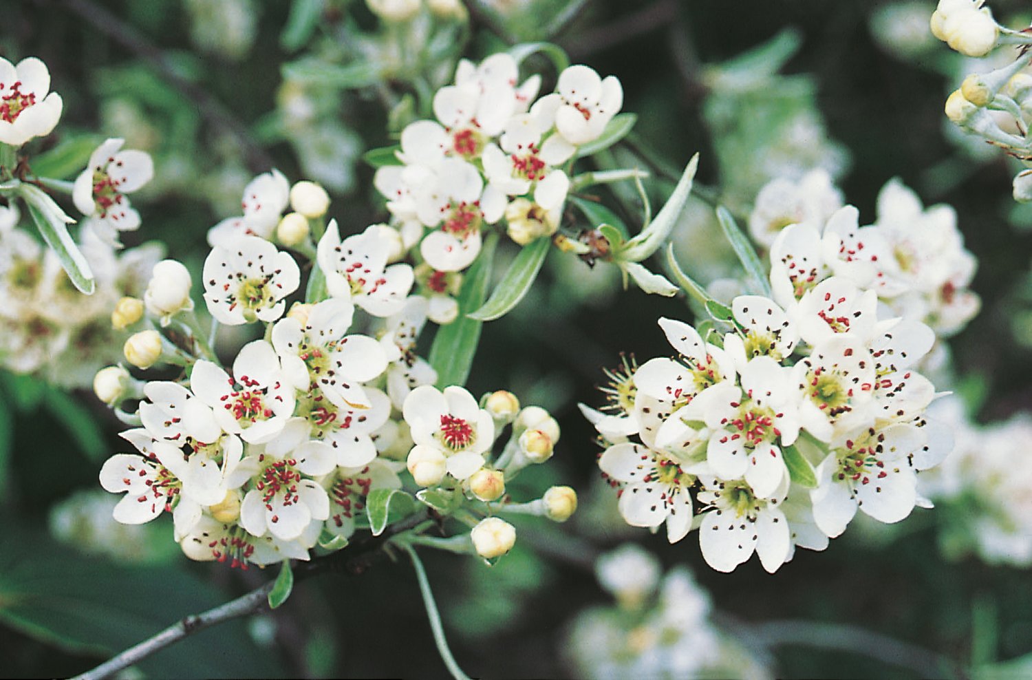 Pyrus salicifolia 'Pendula', Sh 100-120