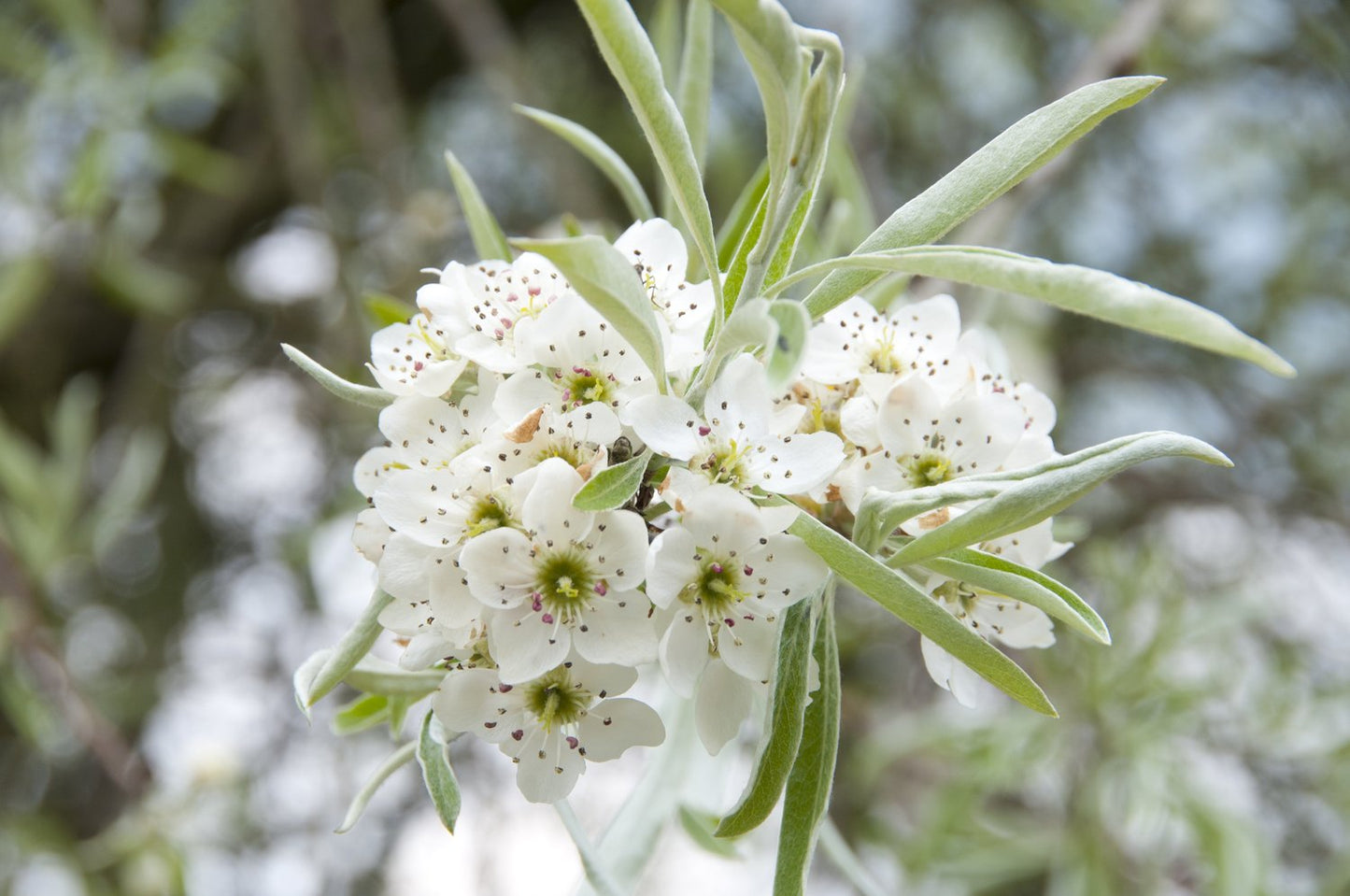 Pyrus salicifolia 'Pendula', Sh 100-120