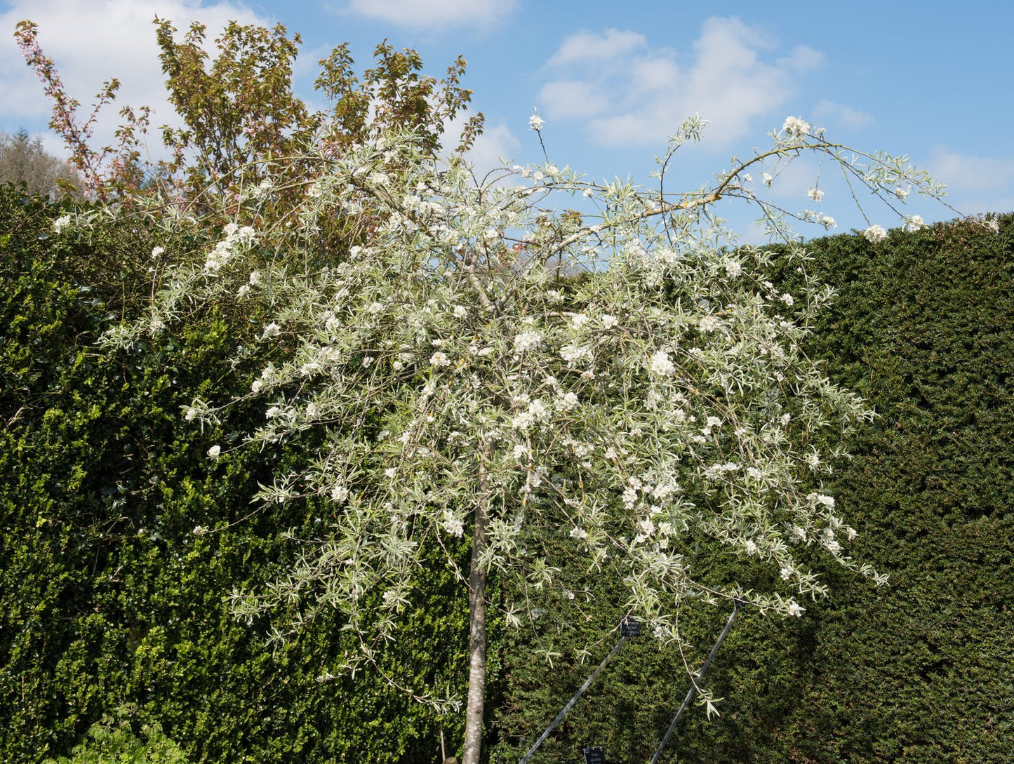 Pyrus salicifolia 'Pendula', Sh 100-120