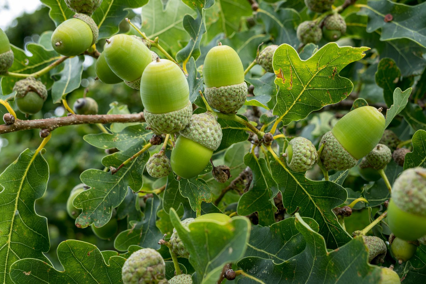 Quercus robur, Utr 150-200