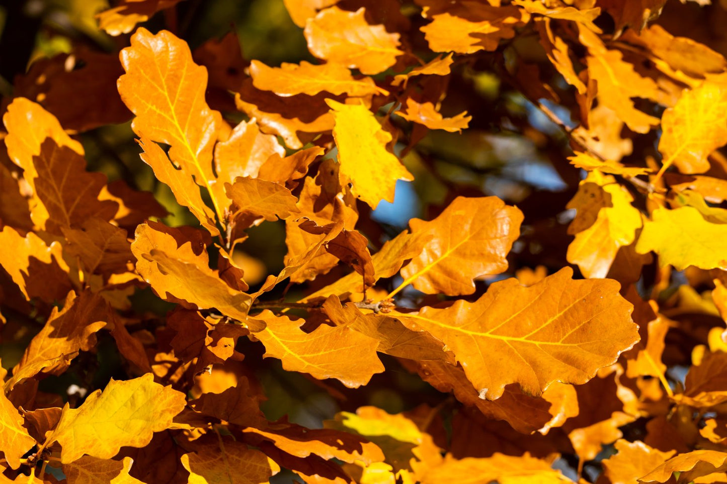 Quercus robur, Utr 150-200