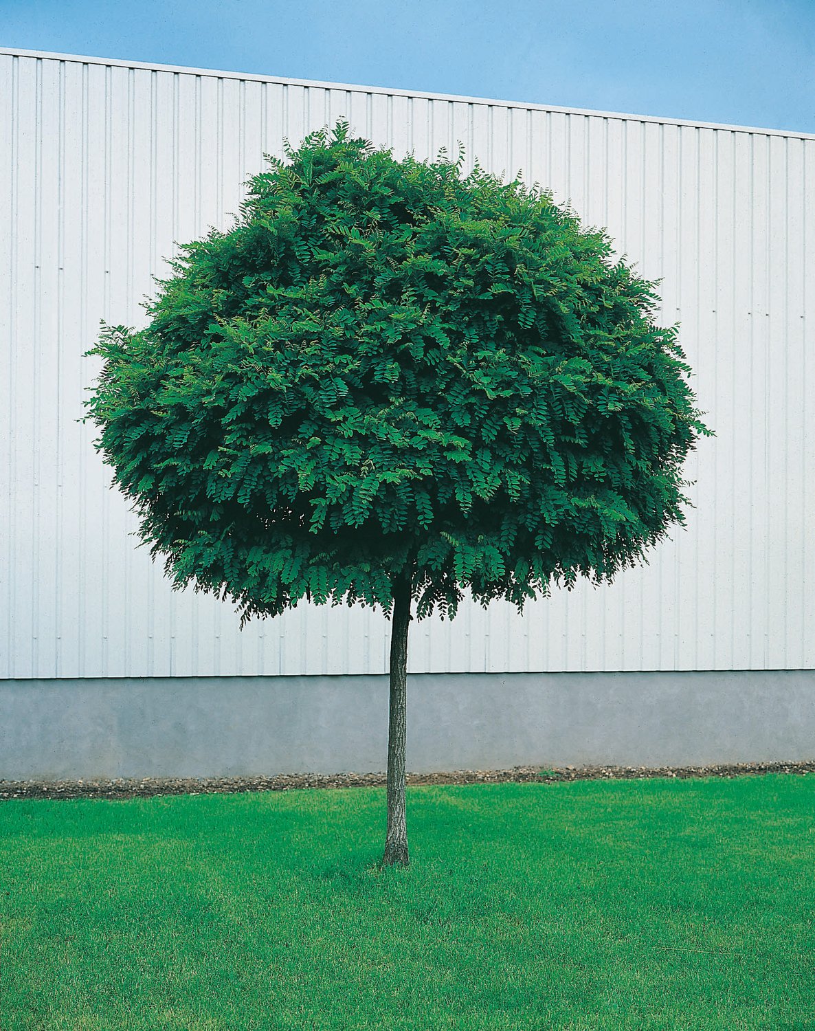 Robinia pseudoacacia 'Umbraculifera', Sh 100-120