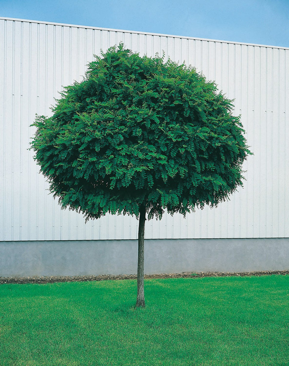 Robinia pseudoacacia 'Umbraculifera', Sh 100-120
