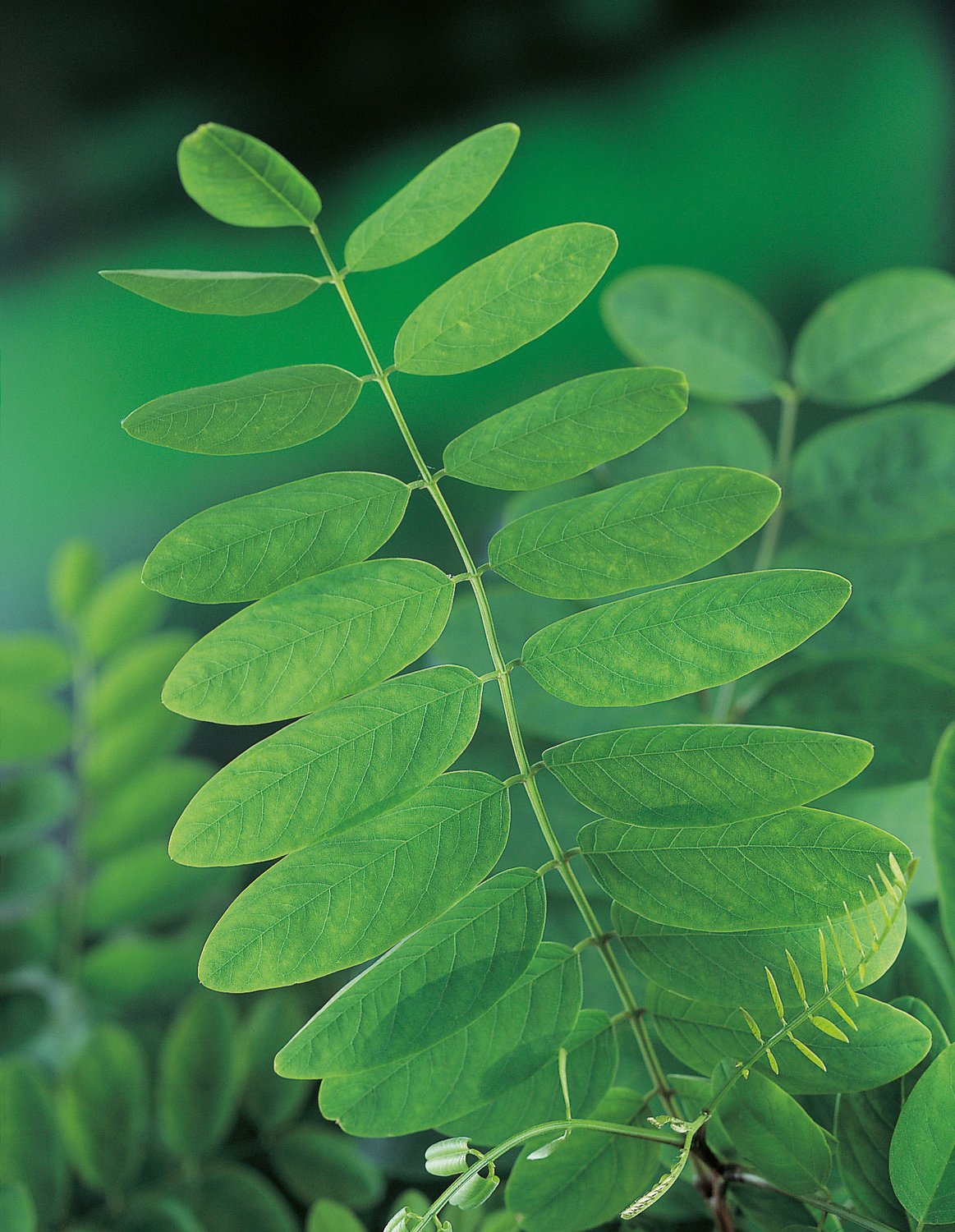 Robinia pseudoacacia 'Umbraculifera', Sh 100-120