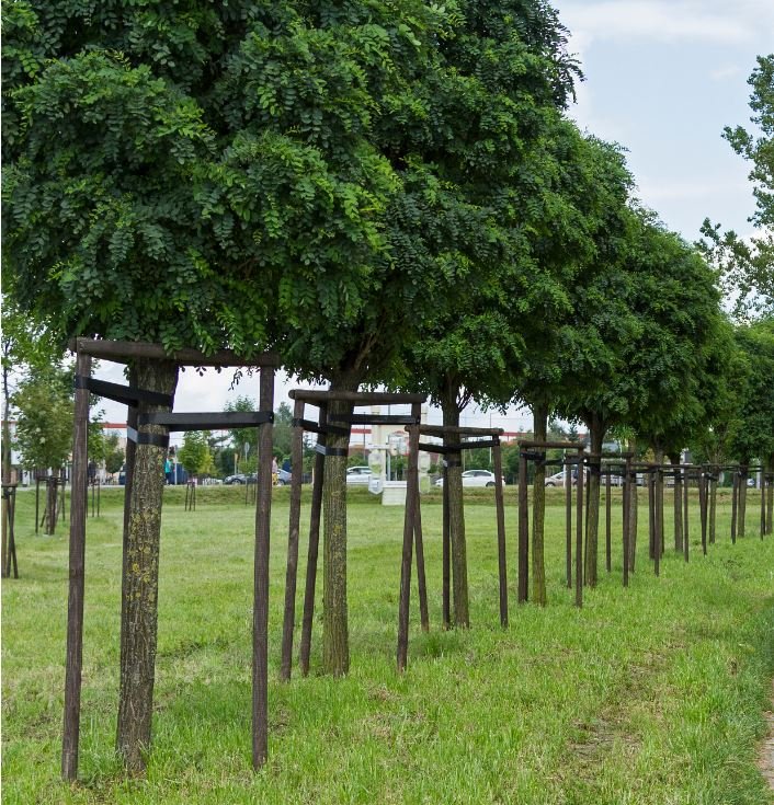 Robinia pseudoacacia 'Umbraculifera', Sh 100-120