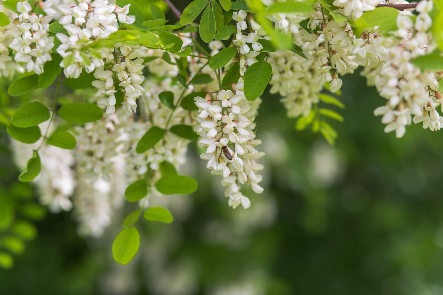 Robinia pseudoacacia 'Umbraculifera', Sh 100-120