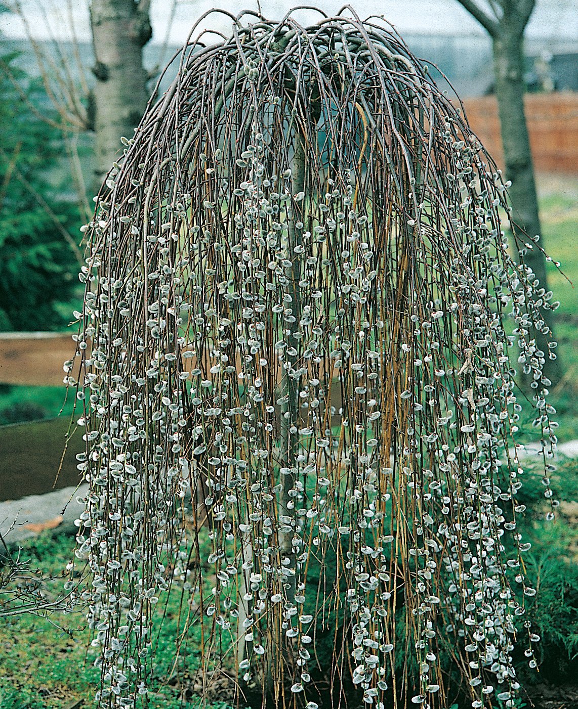 Salix caprea 'Kilmarnock', Sh 100-120