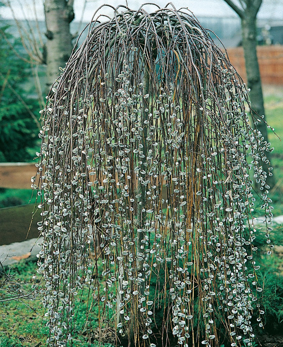 Salix caprea 'Kilmarnock', Sh 100-120