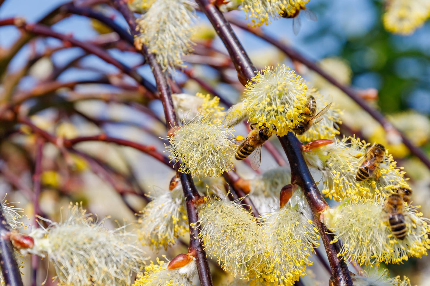 Salix caprea 'Kilmarnock', Sh 100-120