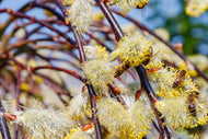 Salix caprea 'Kilmarnock', Sh 100-120