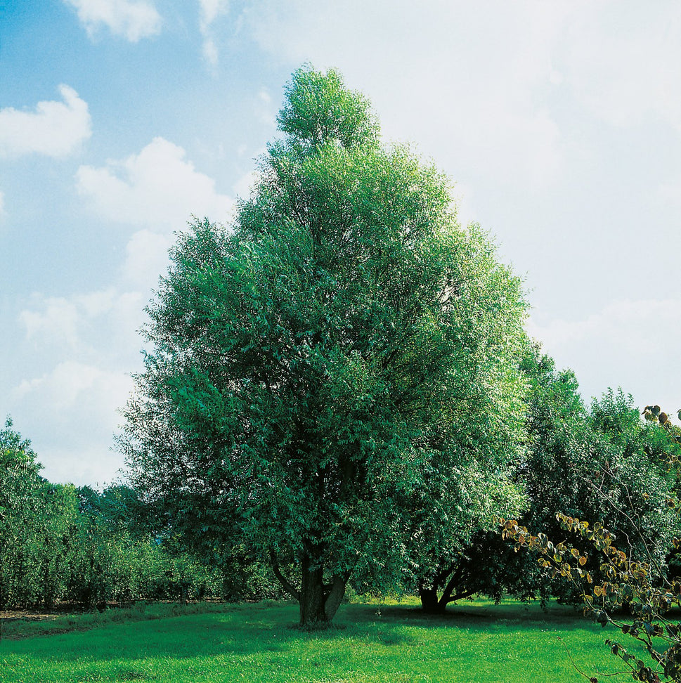 Salix fragilis 'Bullata', Sh 100-120