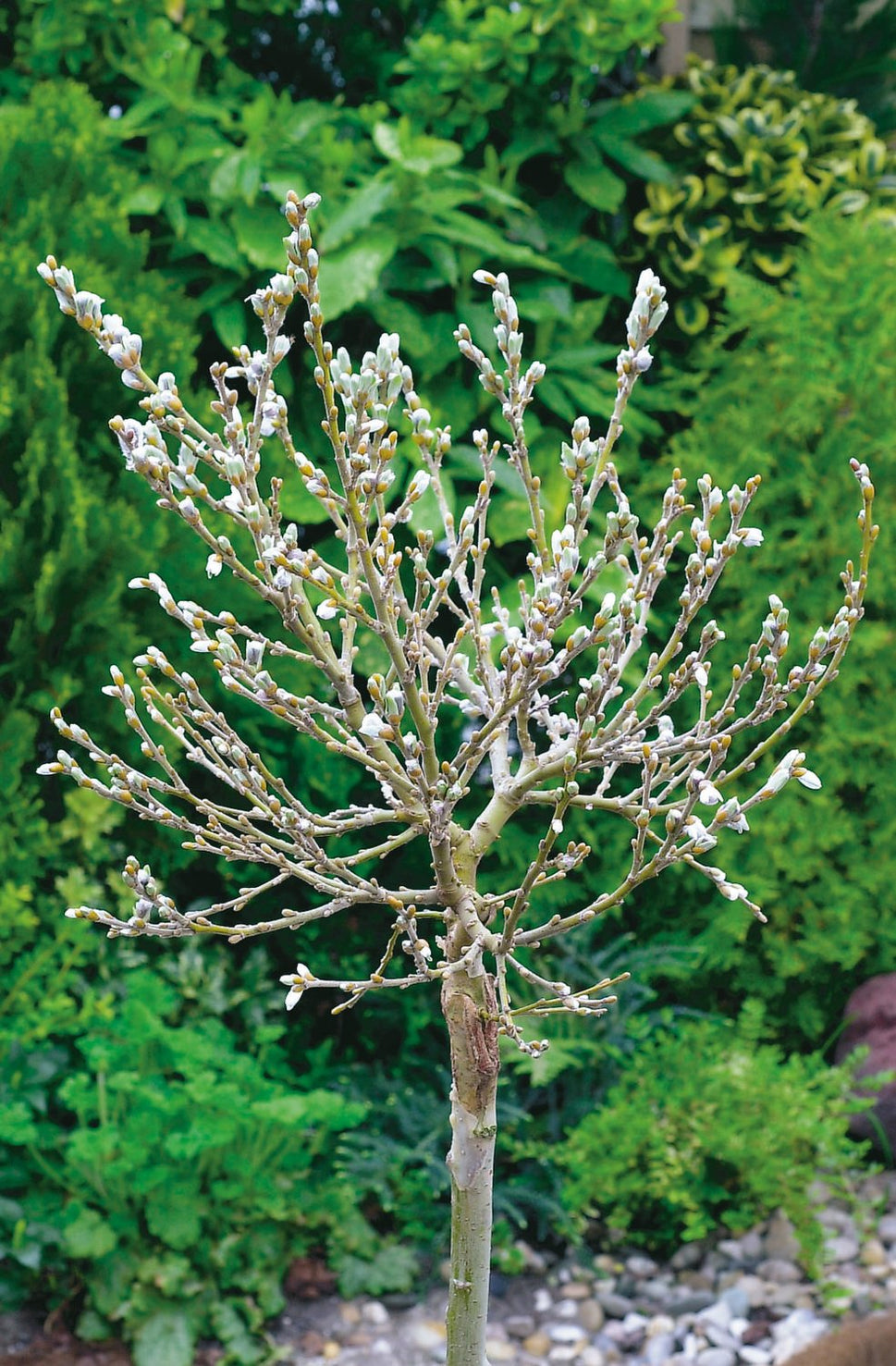 Salix helvetica, Sh 80-100
