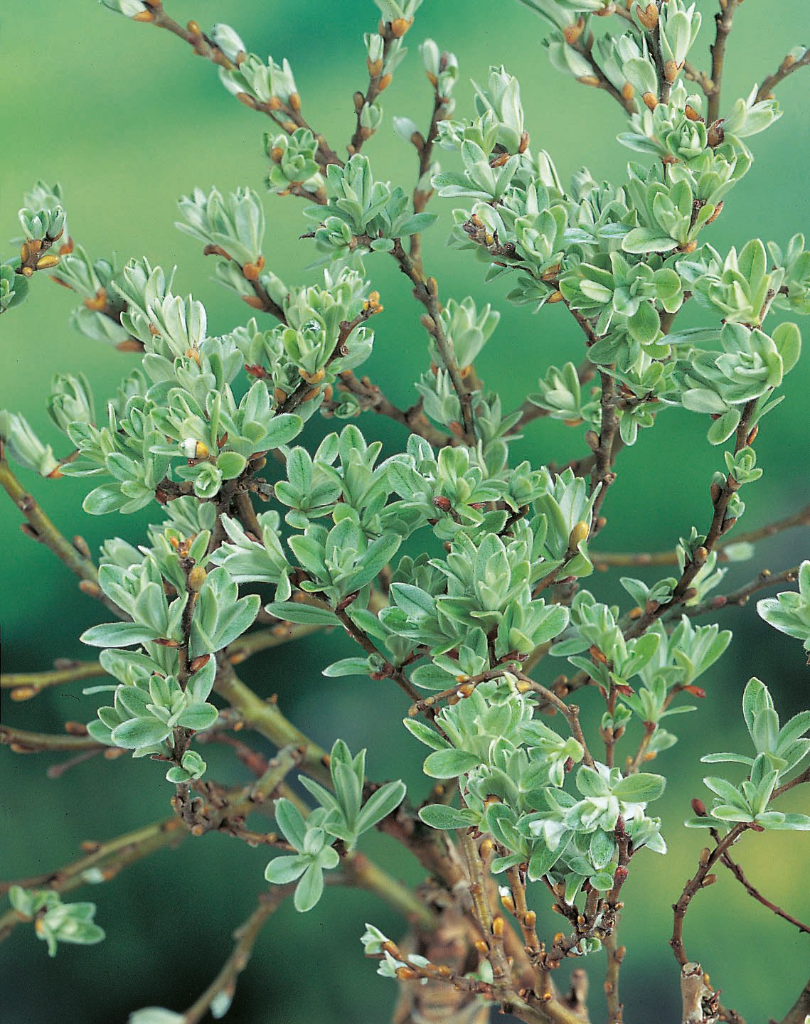 Salix helvetica, Sh 80-100