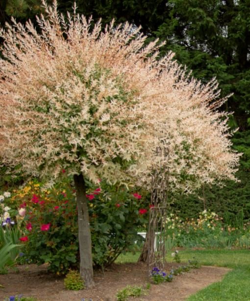 Salix integra 'Hakuro-nishiki', Sh 80-100