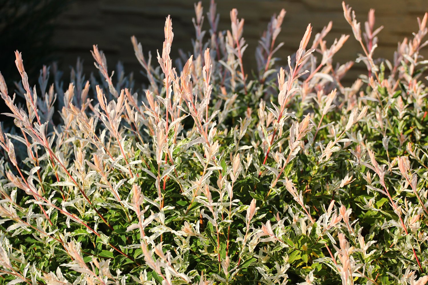 Salix integra 'Hakuro-nishiki', Sh 80-100