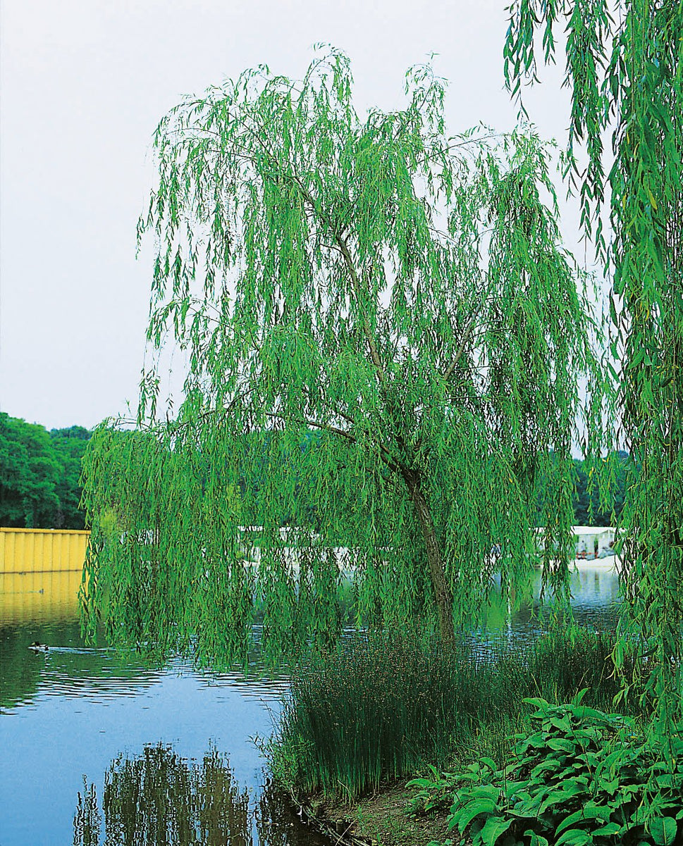 Salix x pendulina 'Elegantissima', Utr 150-200