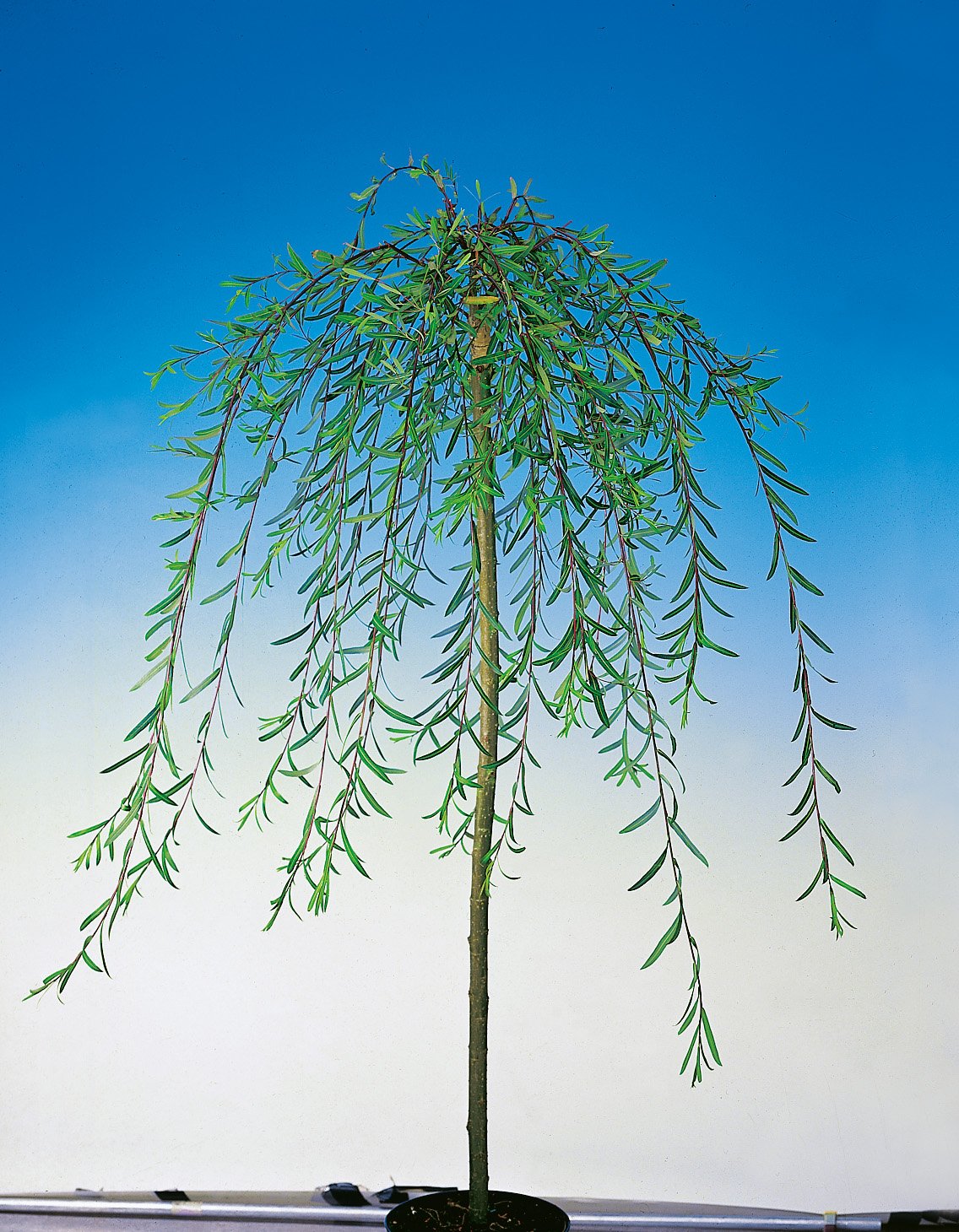 Salix purpurea 'Pendula', Sh 100-120