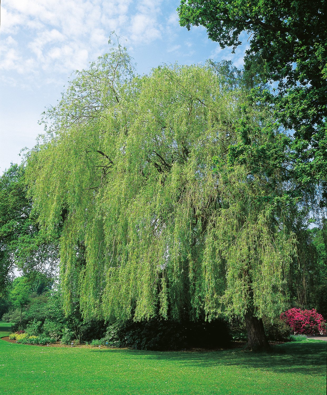 Salix × sepulcralis 'Chrysocoma', Utr 150-200