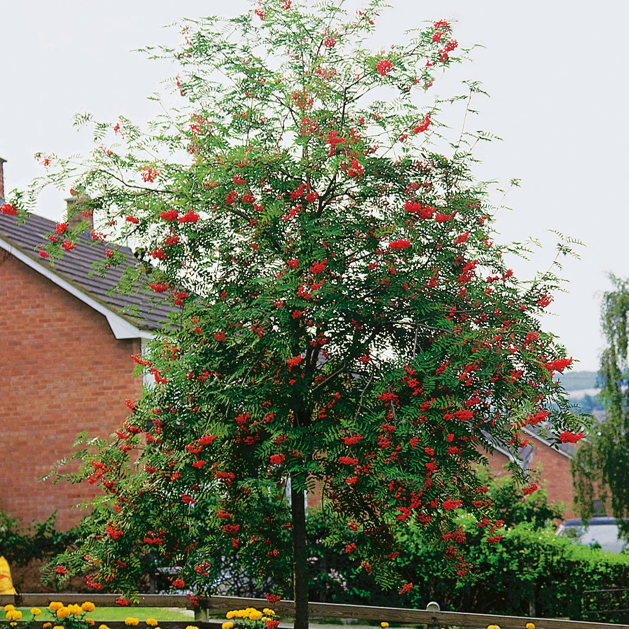 Sorbus aucuparia, Utr 150-200