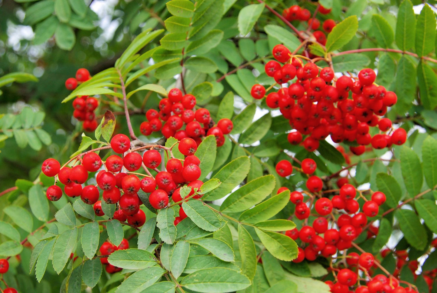 Sorbus aucuparia, Utr 150-200