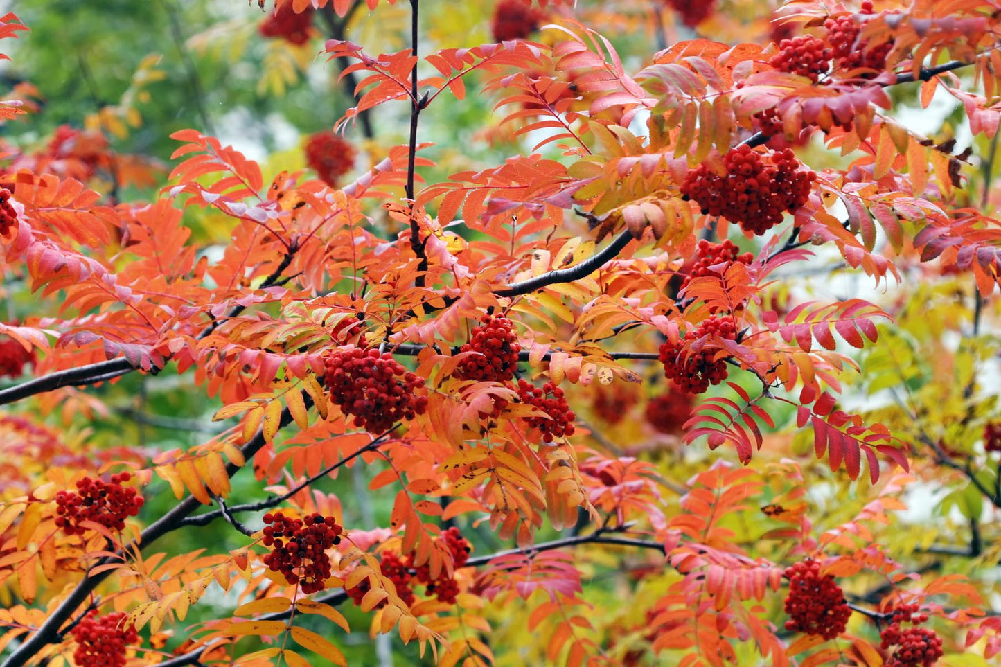 Sorbus aucuparia, Utr 150-200