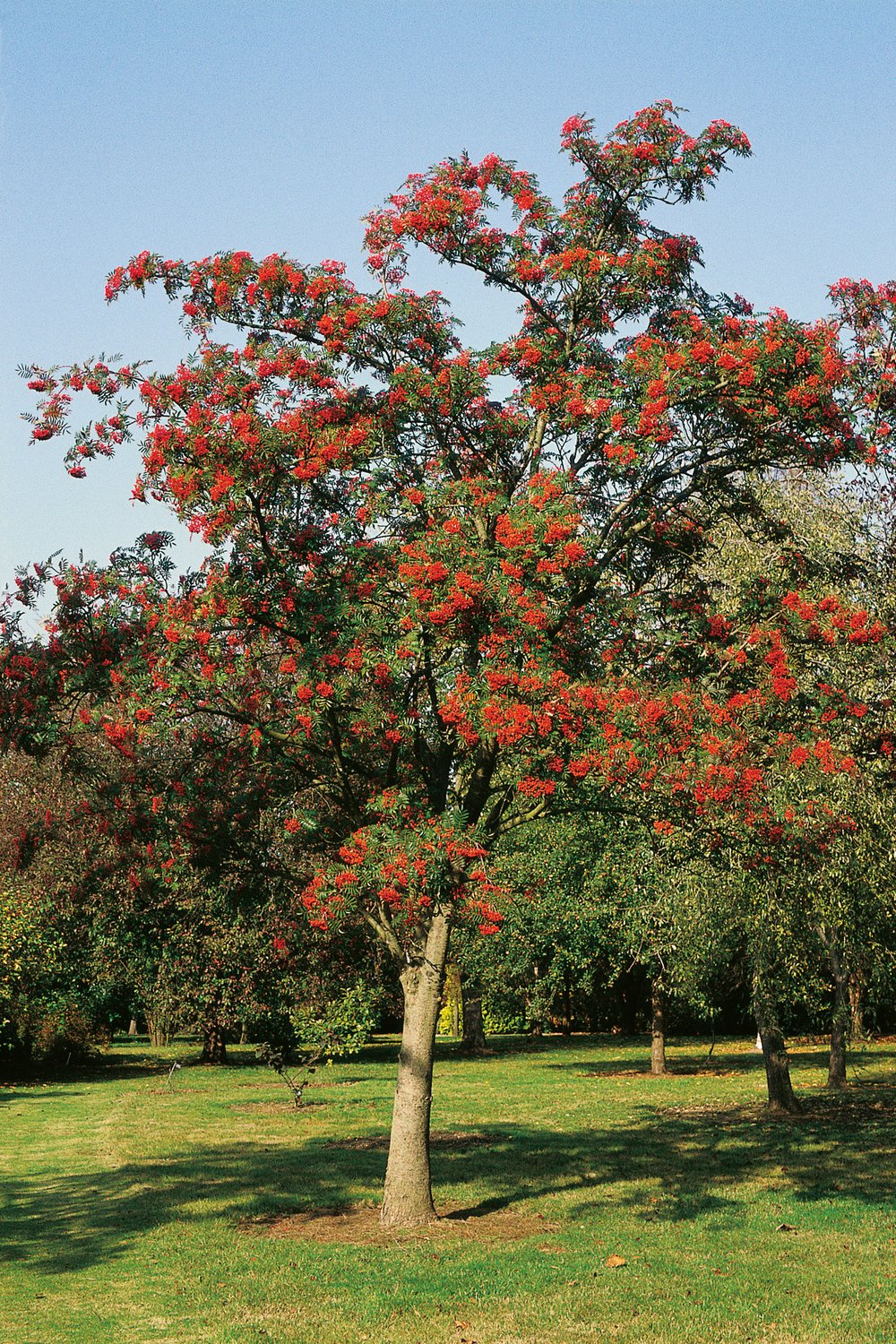 Sorbus commixta 'Carmencita' E, Utr 150-200