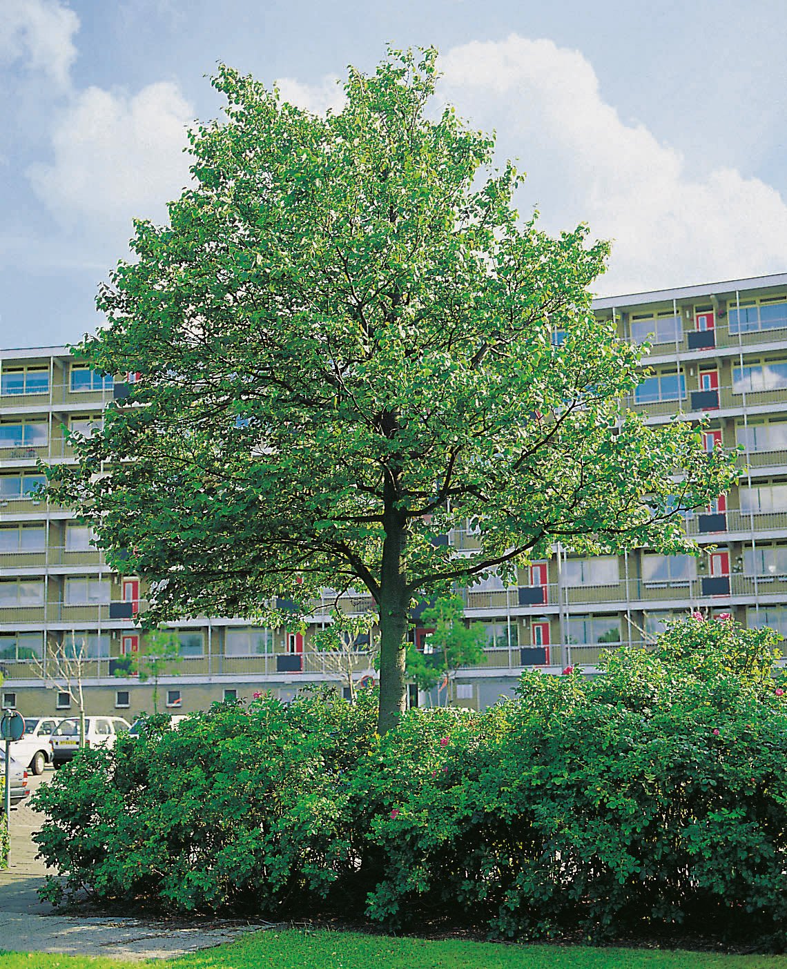 Tilia cordata, Utr 150-200