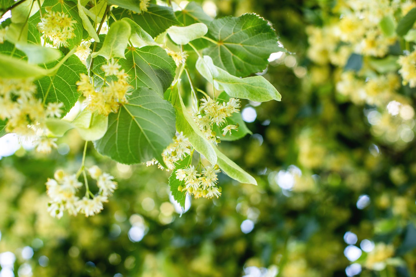 Tilia cordata, Utr 150-200