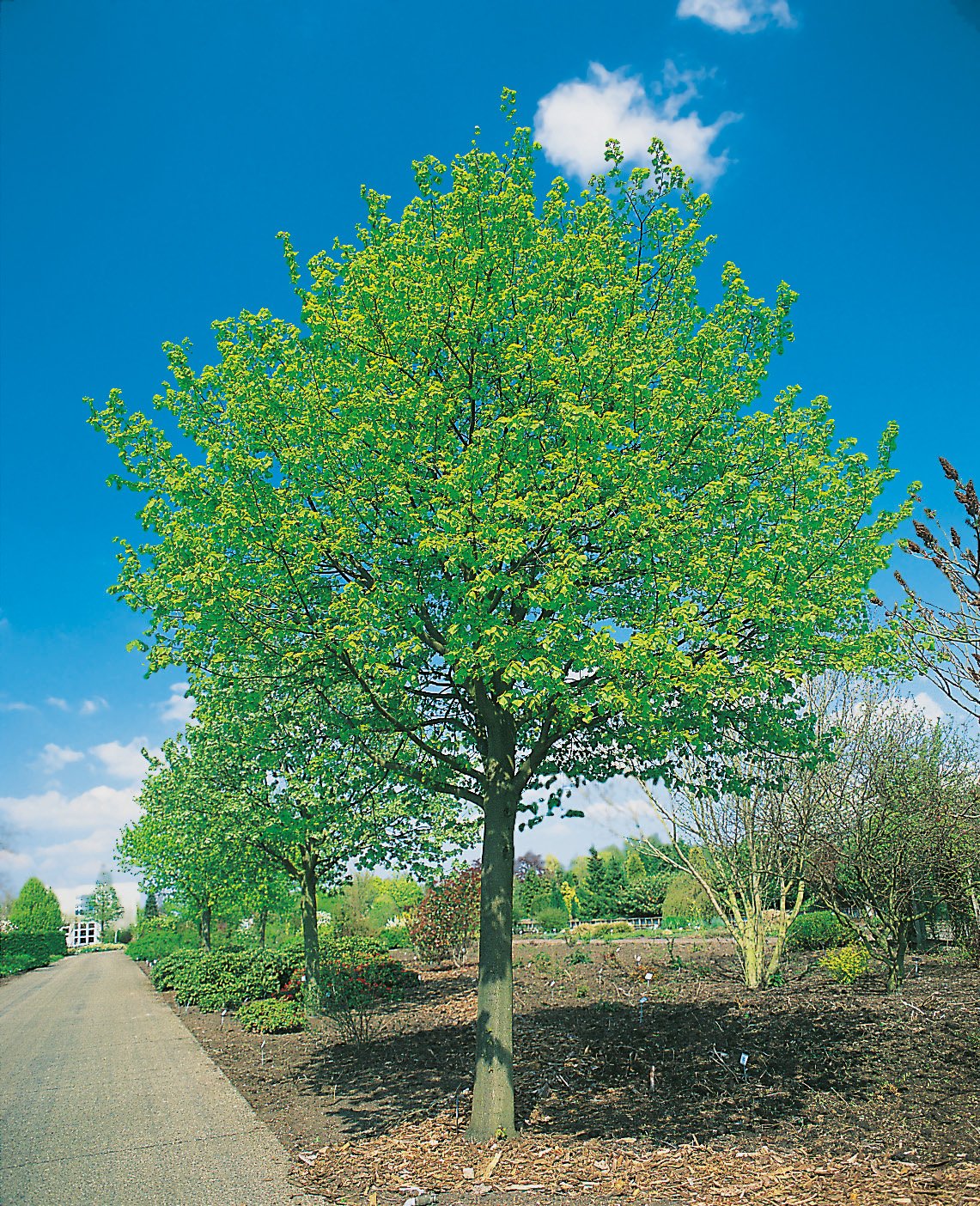 Tilia cordata 'Greenspire', Utr 150-200