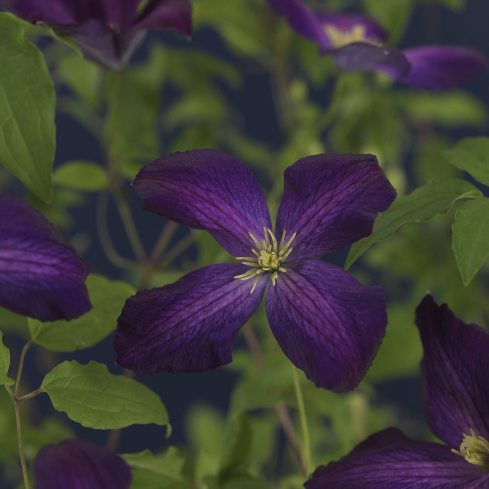 Clematis Jackmanii Purpurea