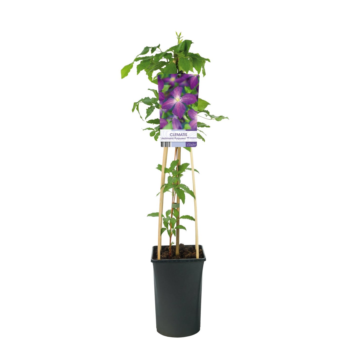 Clematis Jackmanii Purpurea