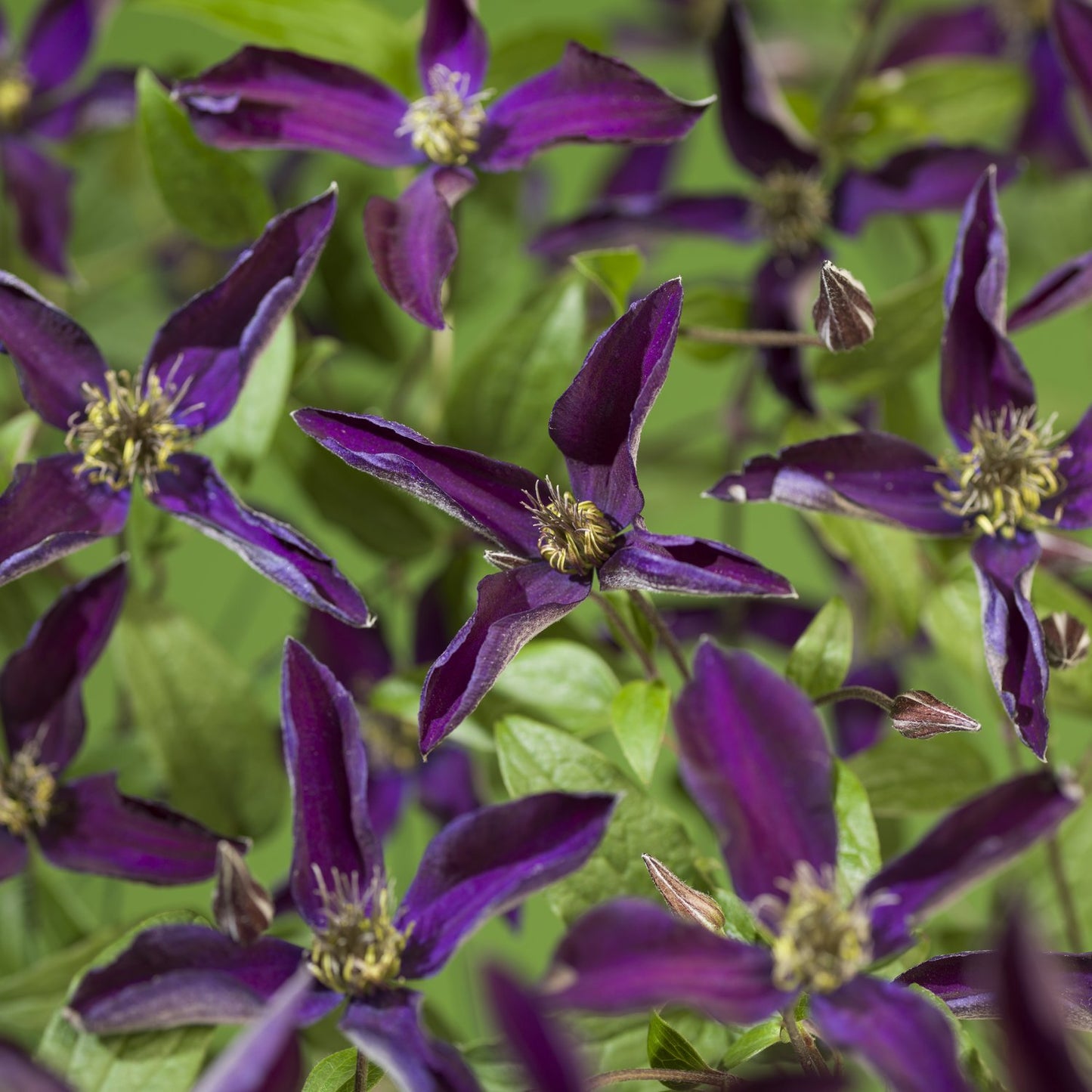 Clematis Noora