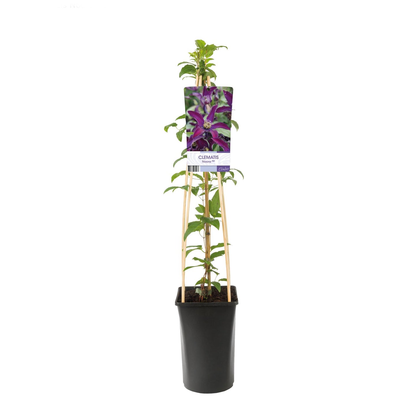 Clematis Noora