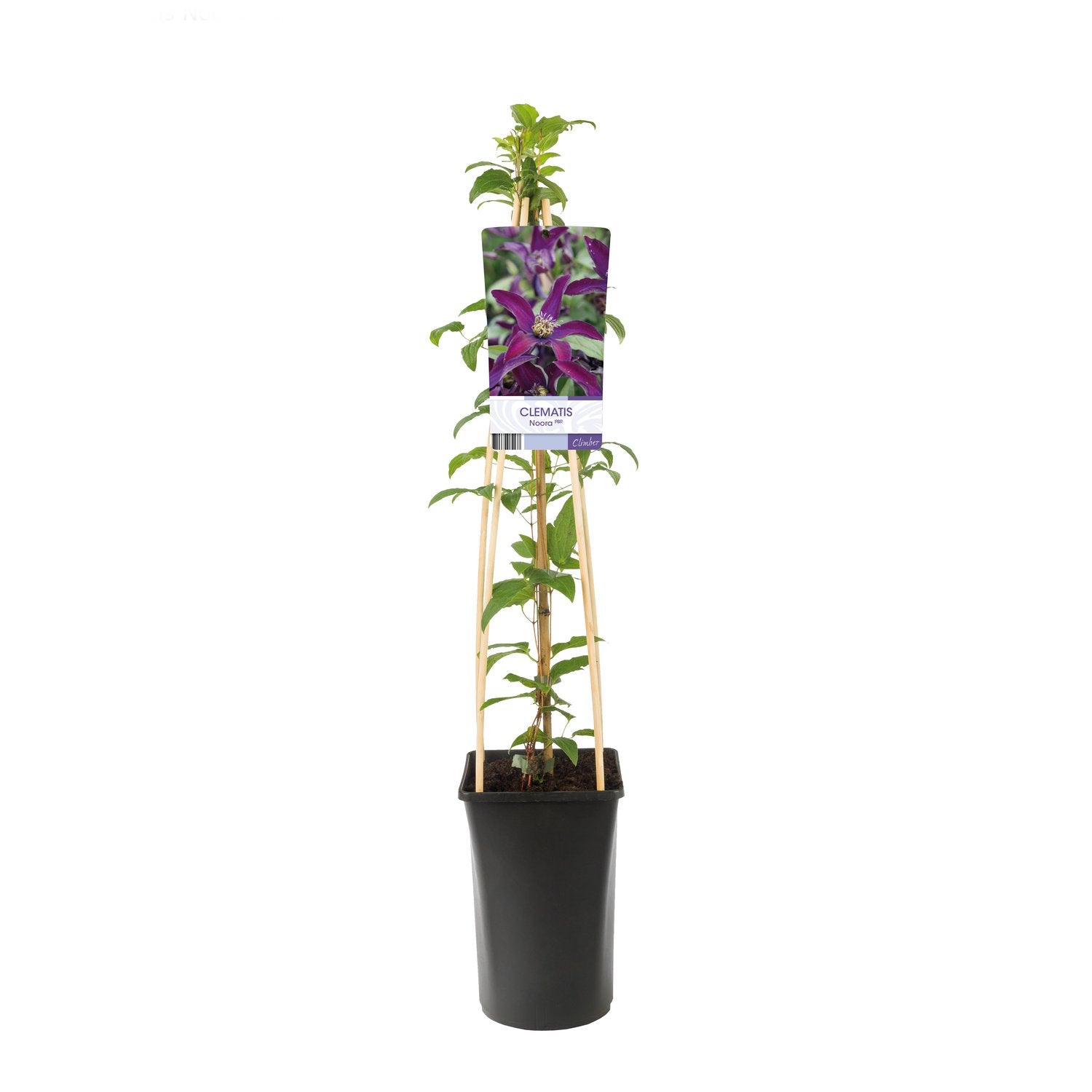 Clematis Noora