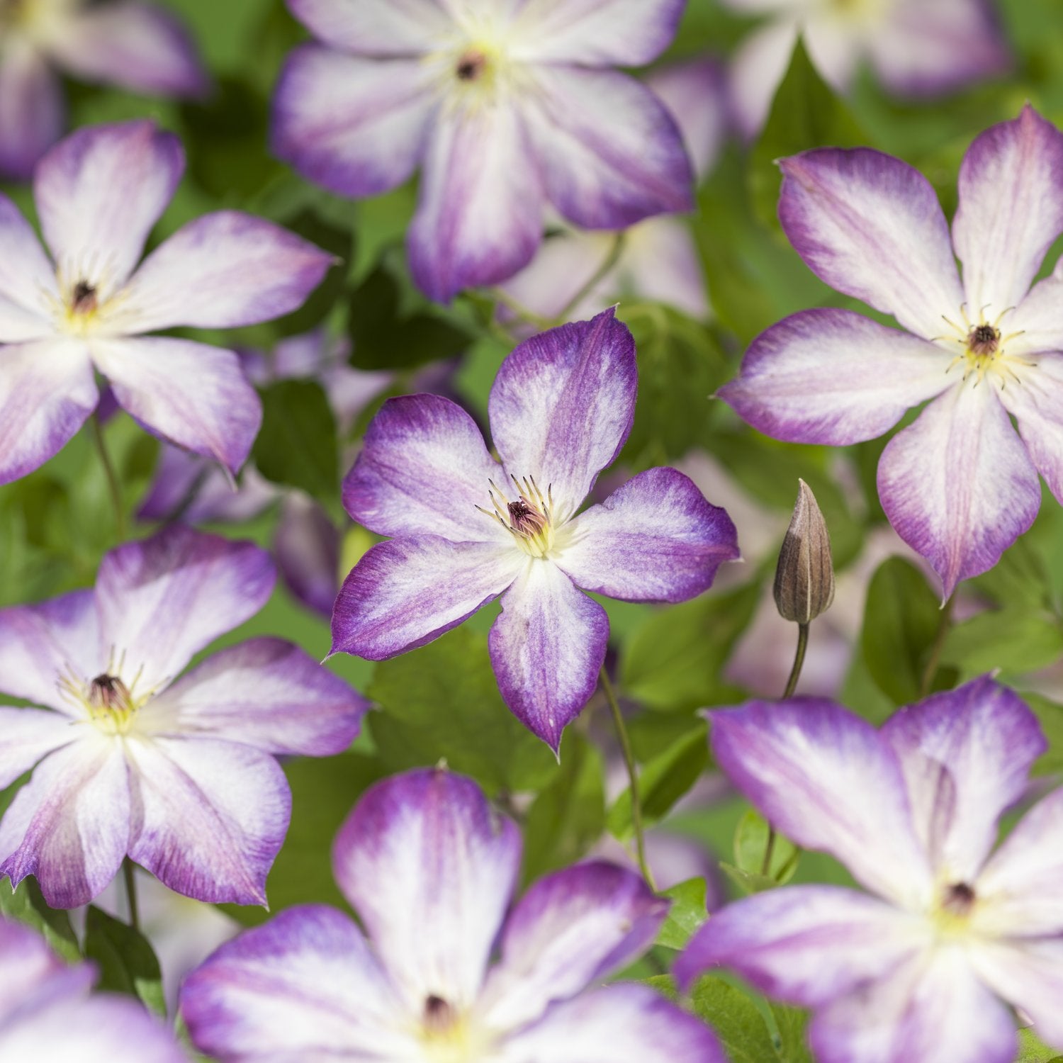 Clematis Pernille