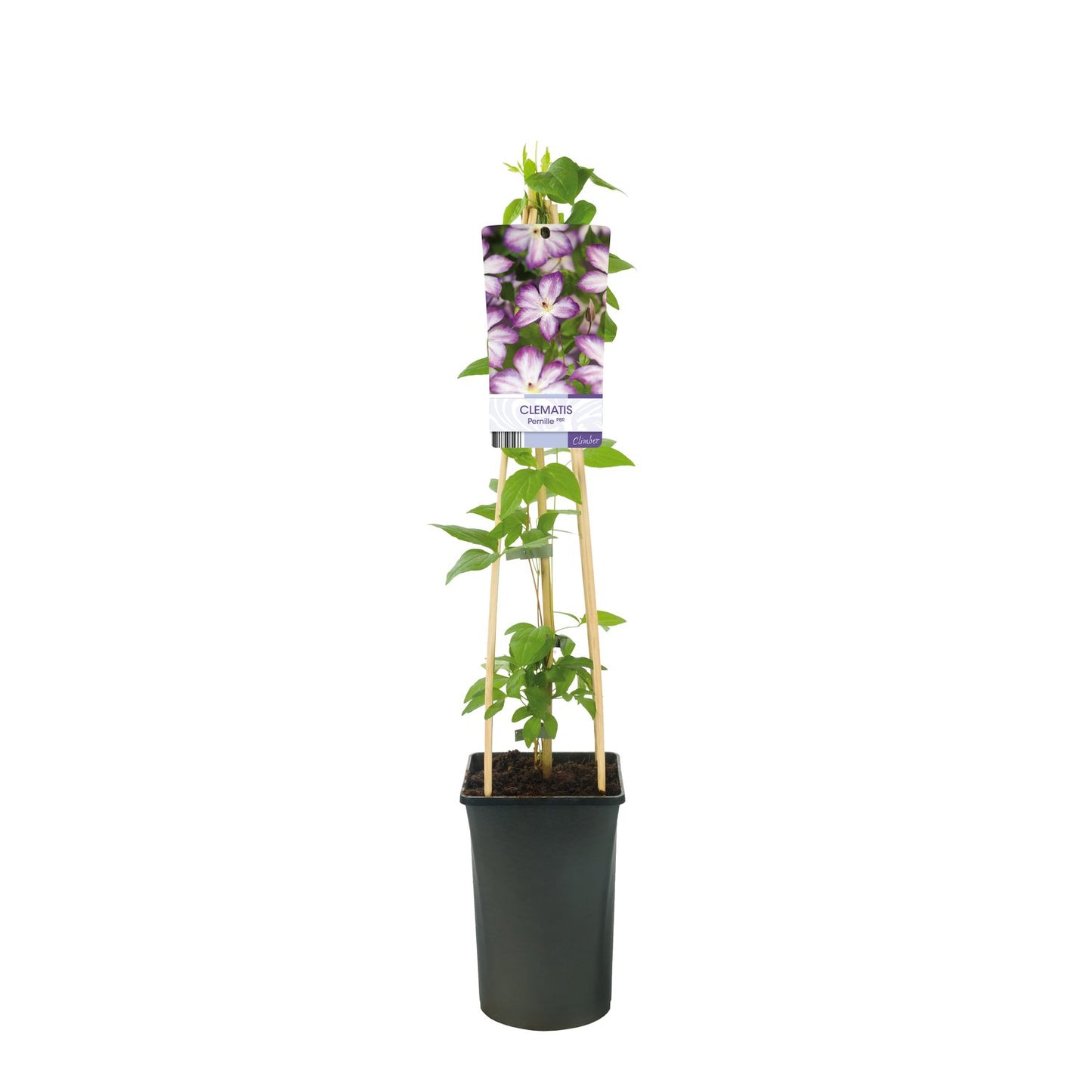 Clematis Pernille