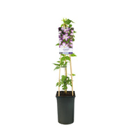 Clematis Pernille