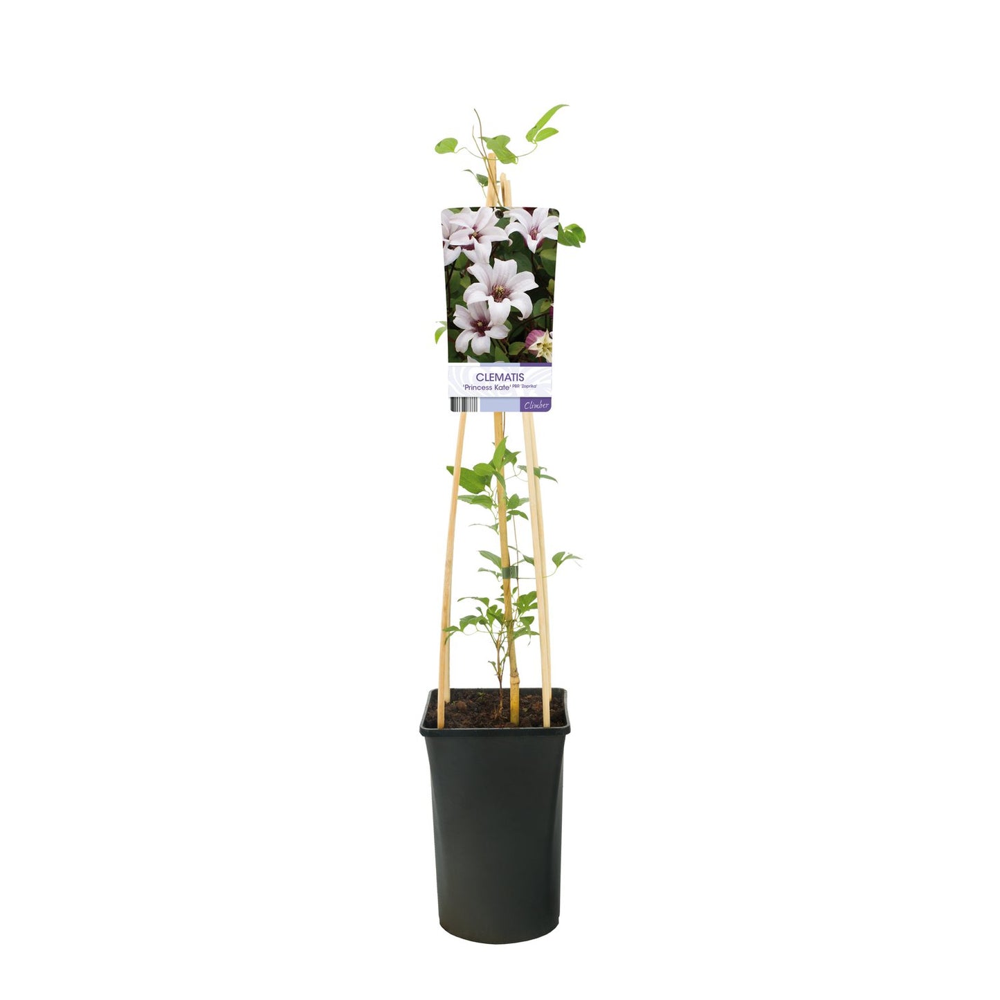 Clematis Princess Kate