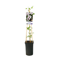 Clematis Princess Kate