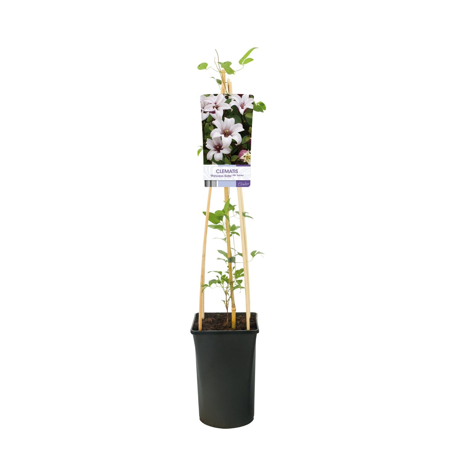 Clematis Princess Kate