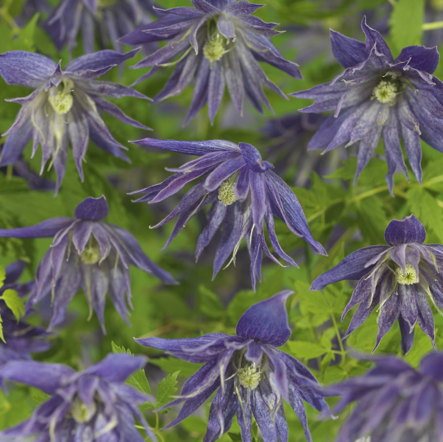 Clematis Spiky