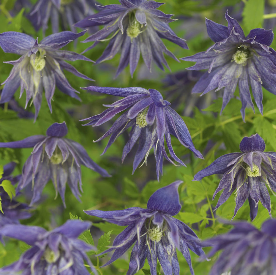 Clematis Spiky