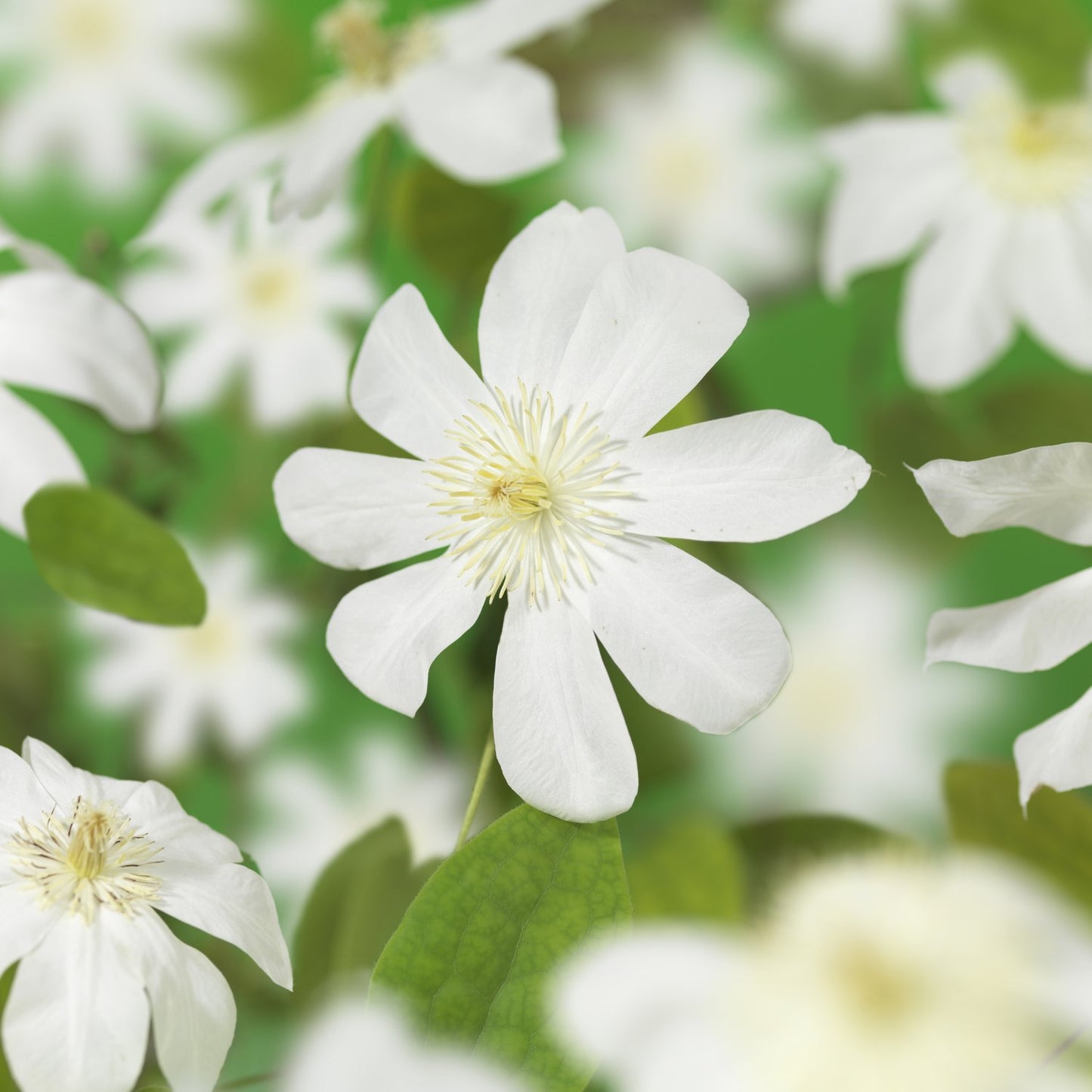 Clematis  Wada's Primrose
