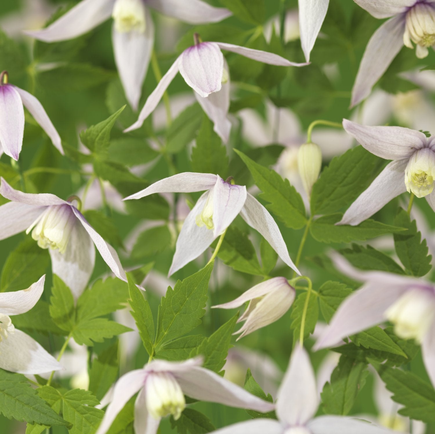 Clematis 'Willy'