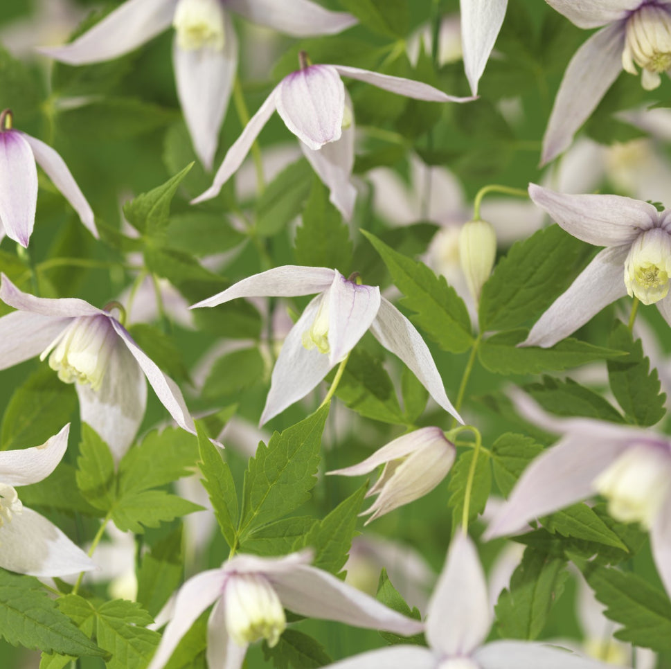 Clematis 'Willy'