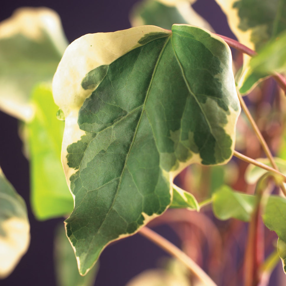 Hedera algeriensis 'Gloire de Marengo'
