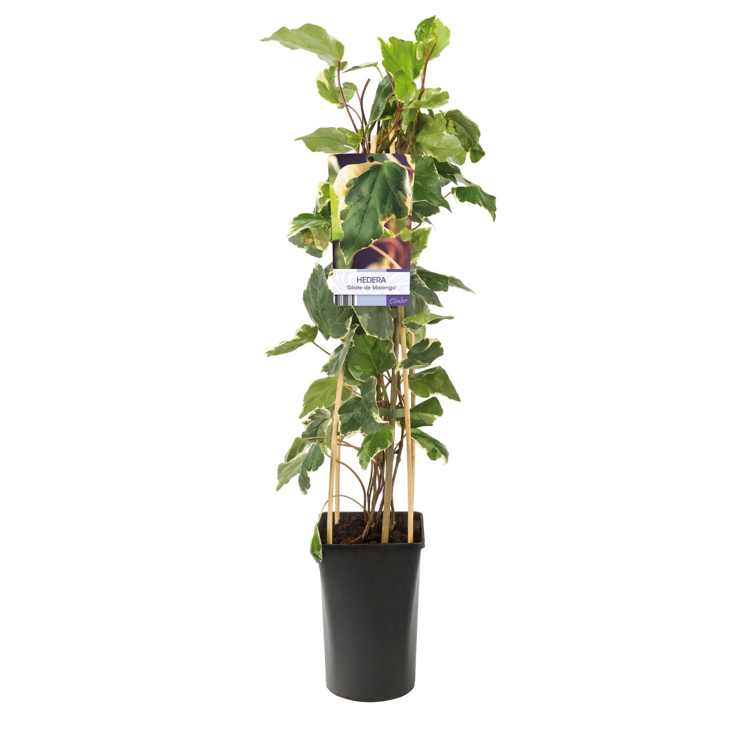 Hedera algeriensis 'Gloire de Marengo'