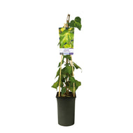 Hedera colchica 'Sulphur Heart'