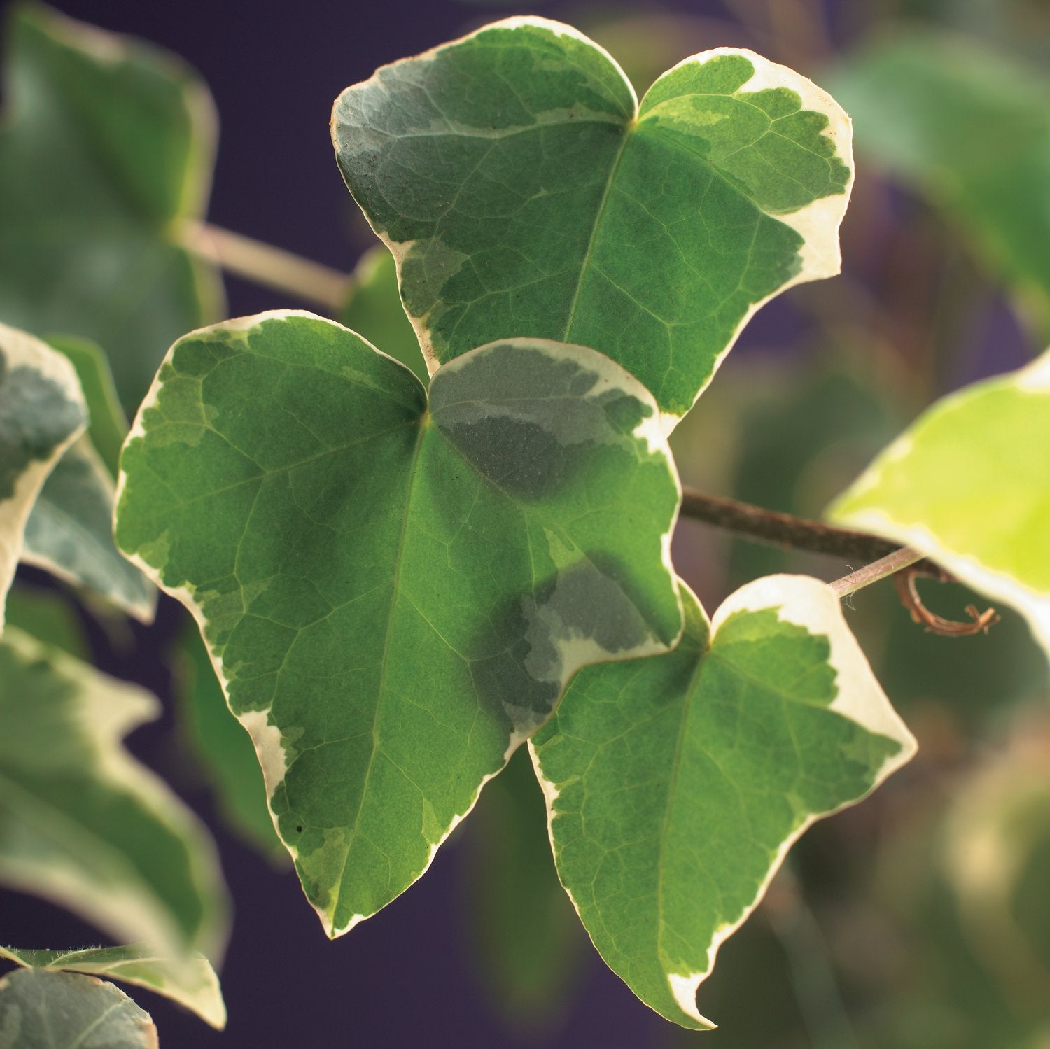 Hedera helix 'Glacier'