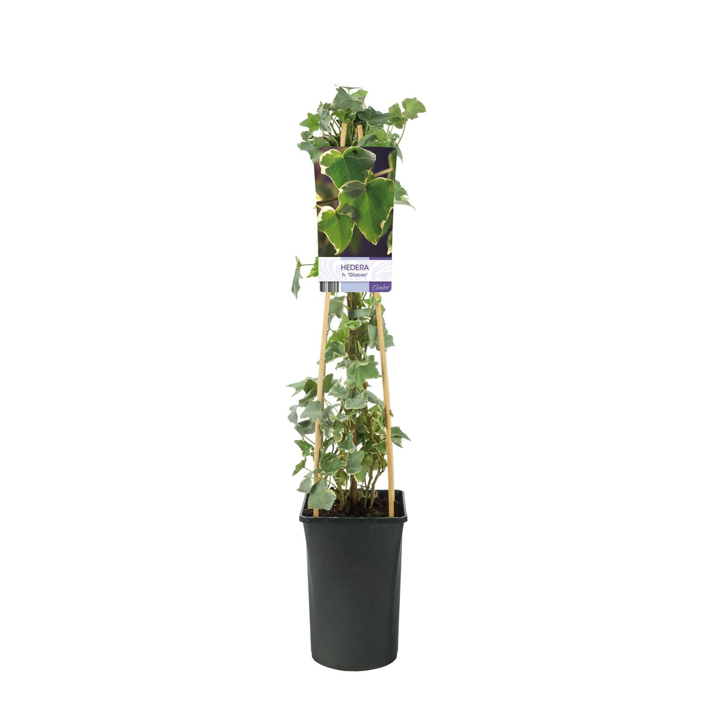 Hedera helix 'Glacier'